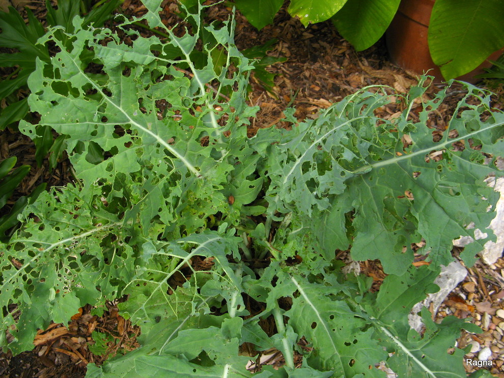 What's eating my kale?