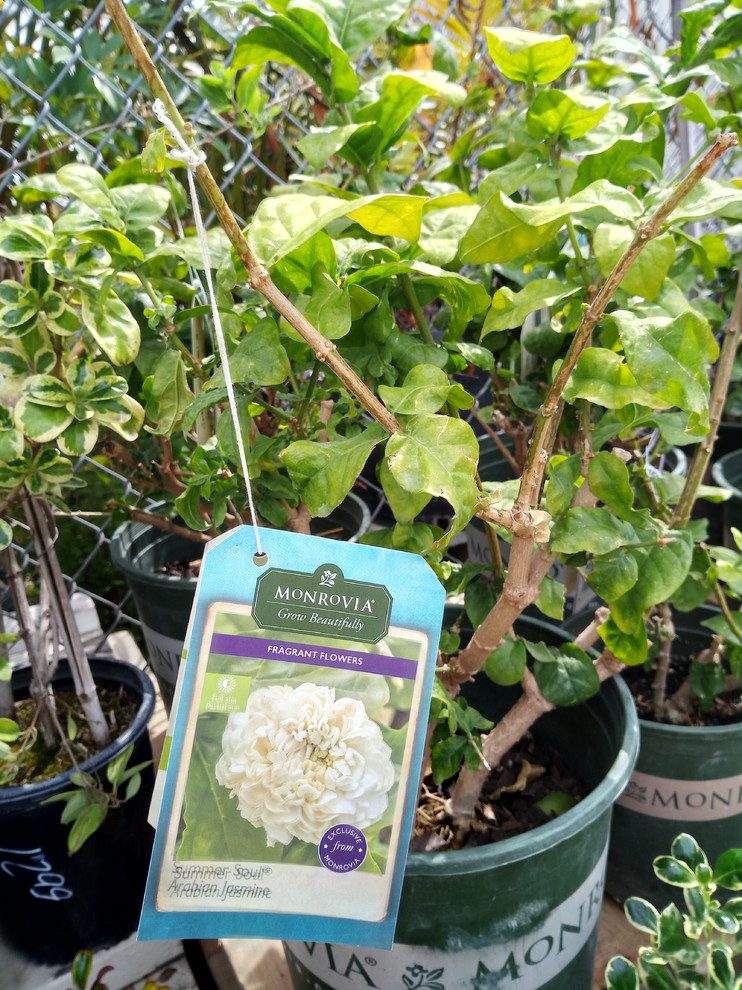 Arabian Jasmine, Jasminum sambac, Monrovia Plant