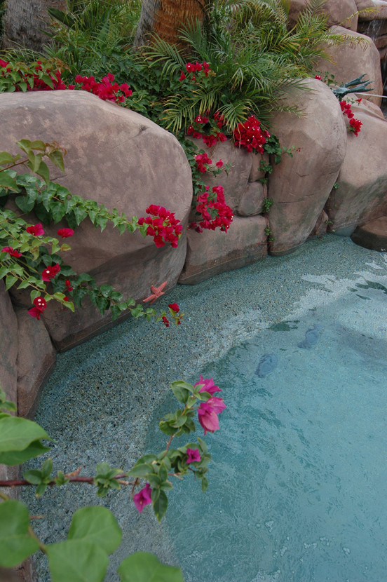 Photo of a tropical pool in Los Angeles.