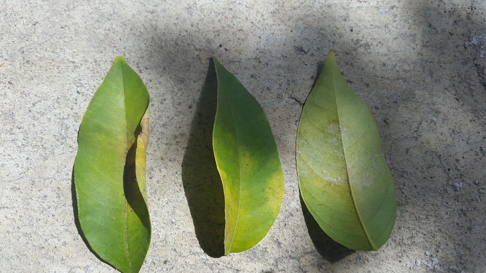 Need Help Yellow spots and leaves falling of my Lemon tree