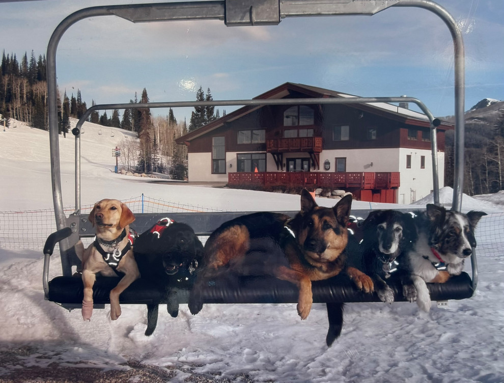 Awesome Solitude Ski dogs!