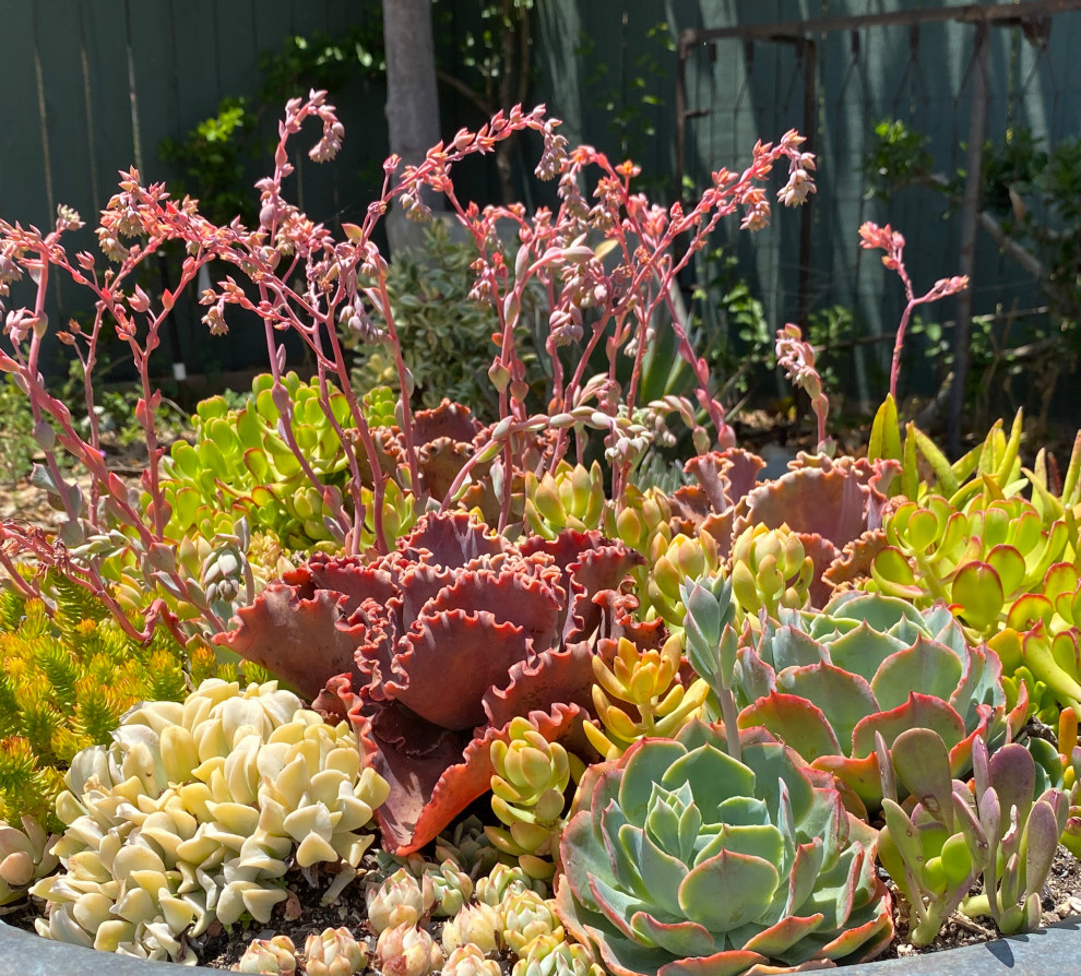 Succulent pots & walls