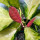 Last commented by HU-967557713
