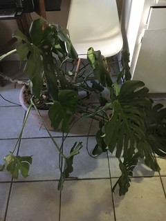 philodendron leaf split pruning