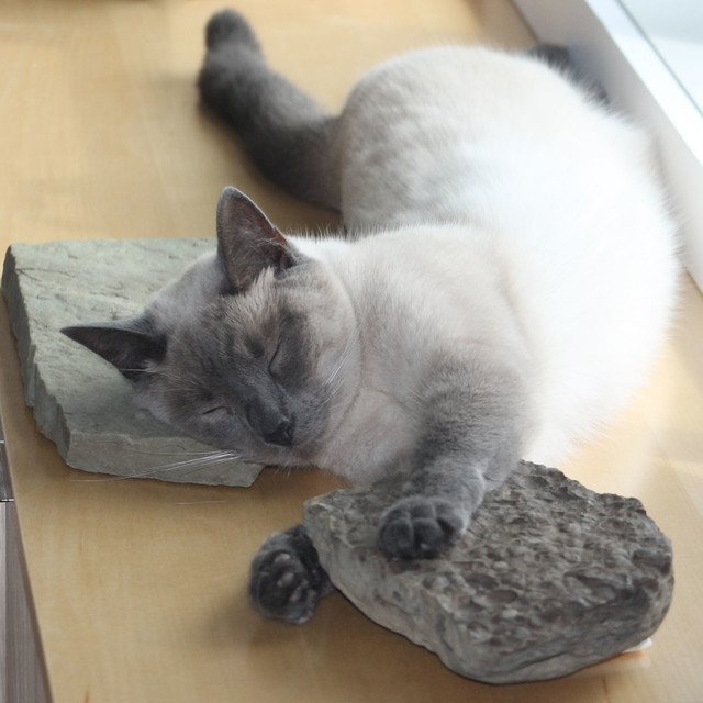 Pet of the Week: Blue and Splinter 