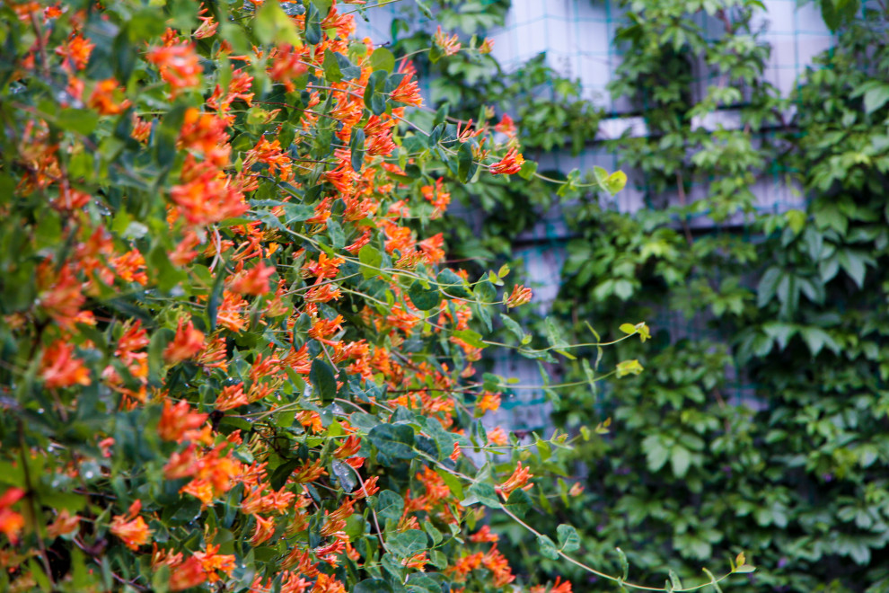 Лобаново, 2012-2021 гг.