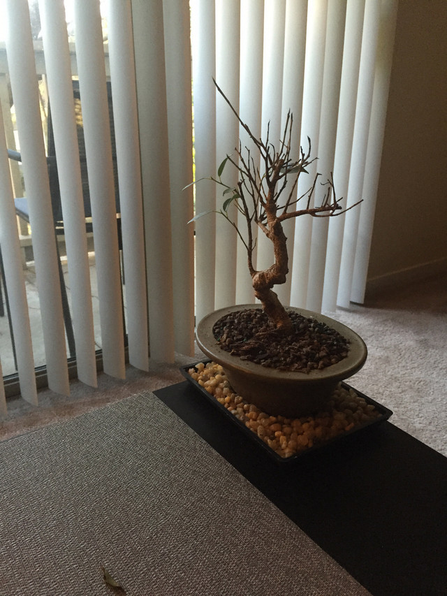 Golden Gate Ficus Half Dead! Need help :-(