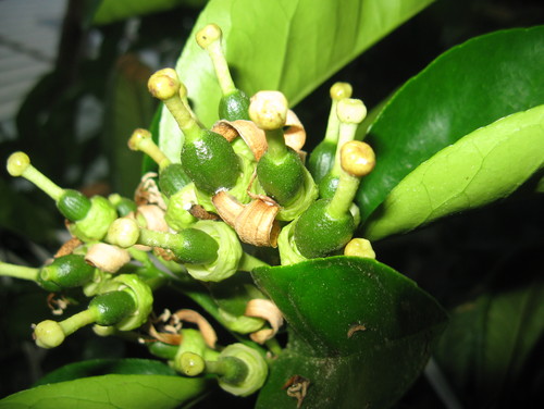 What citrus tree has the best smelling blooms? What citrus tree has the best smelling blooms?