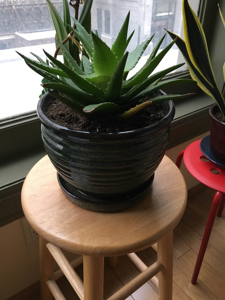 Mold growing underneath planter!