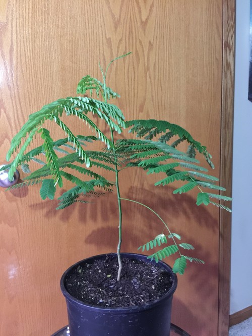 Royal poinciana bonsai help!
