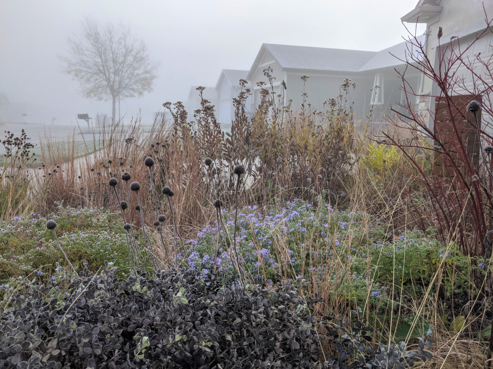 Design ideas for a drought-tolerant and full sun front yard landscaping for winter.
