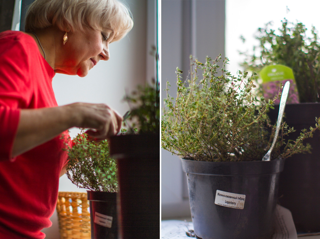 Павлинье гнездо