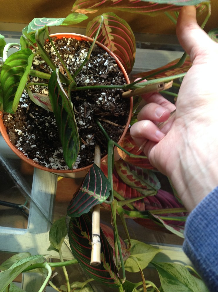 Should a Prayer Plant look like this? | Houzz Forum