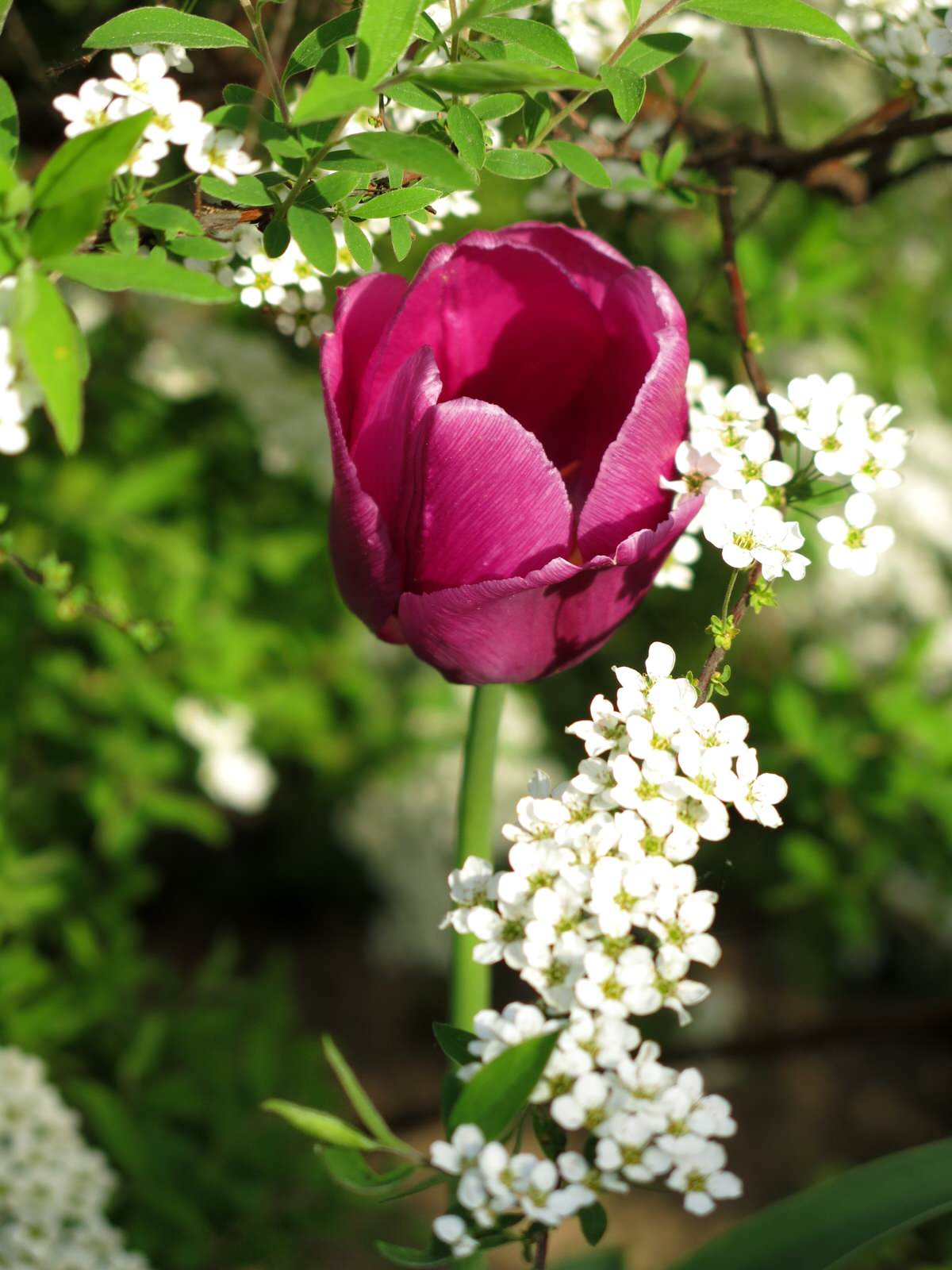 ТЕПЛЫШКО МОЕ. ВЕСНА.