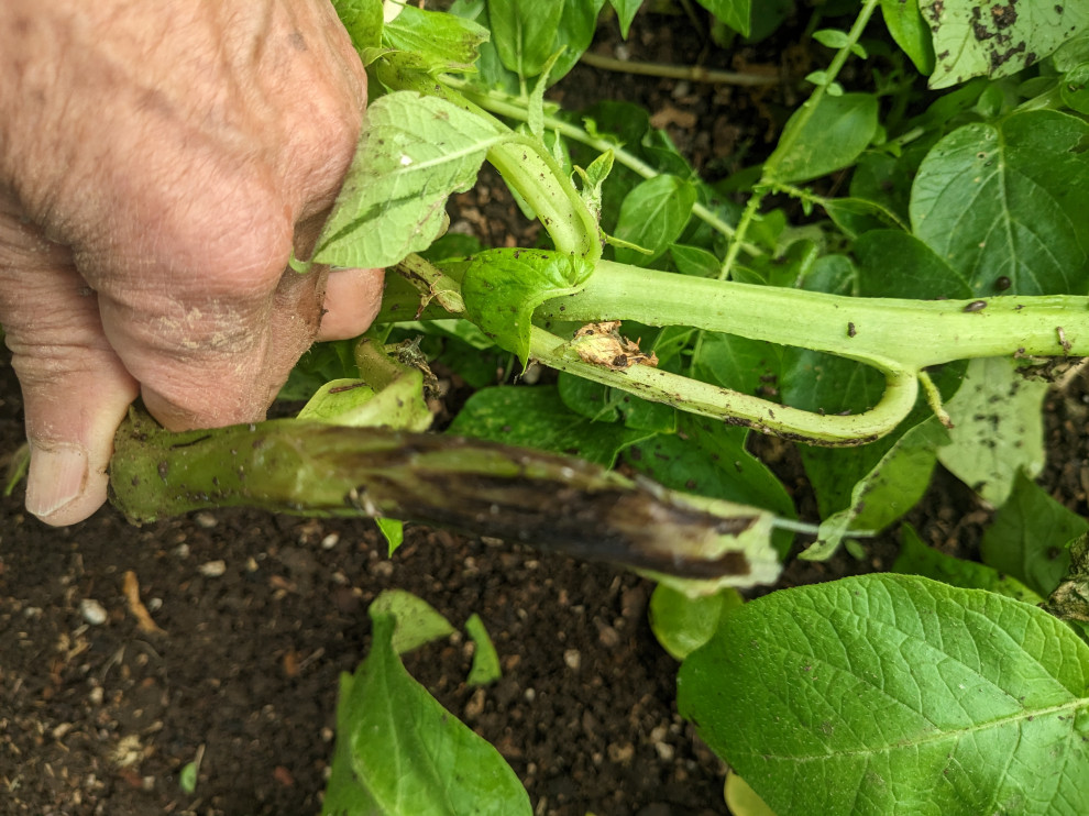 rotting potato vines