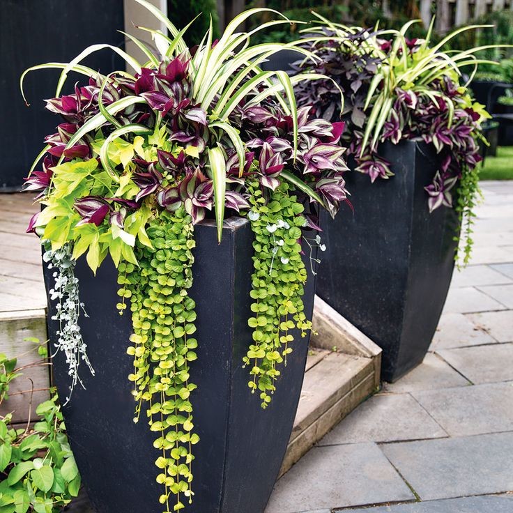 Container Gardens, Planters, Urns, Window Boxes