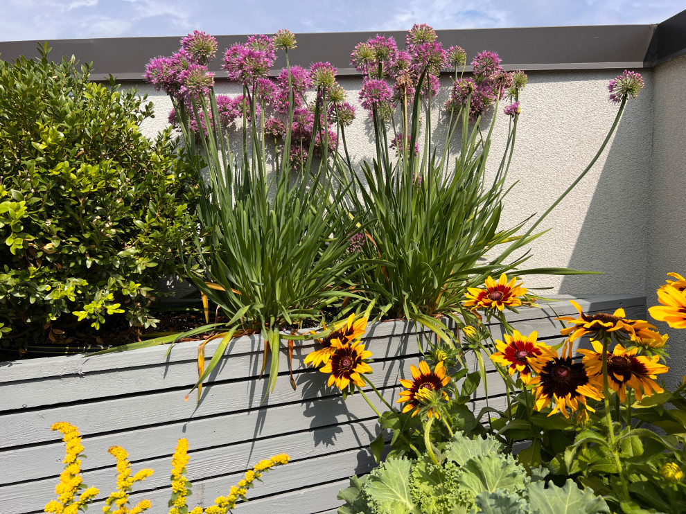 Foto di un grande giardino moderno esposto in pieno sole sul tetto con un giardino in vaso e recinzione in legno