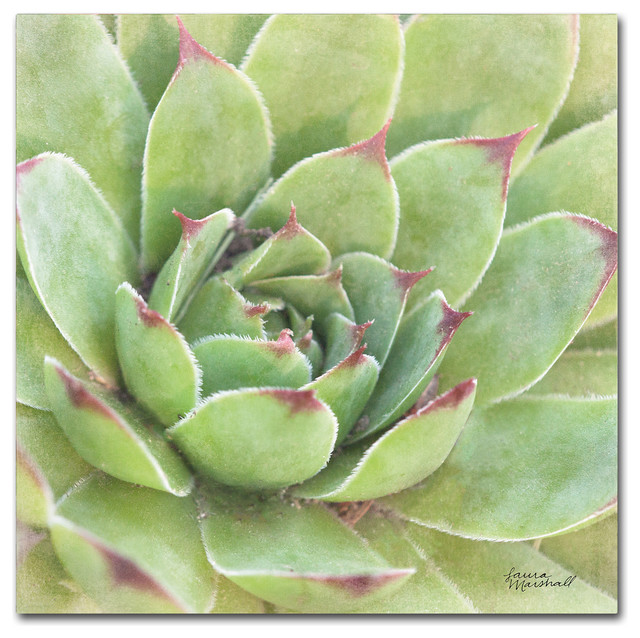 Laura Marshall 'Garden Succulents IV Color' Canvas Art, 14 x 14