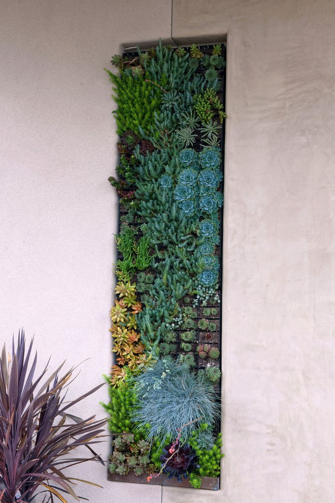 This is an example of a contemporary garden in San Diego with a vertical garden.