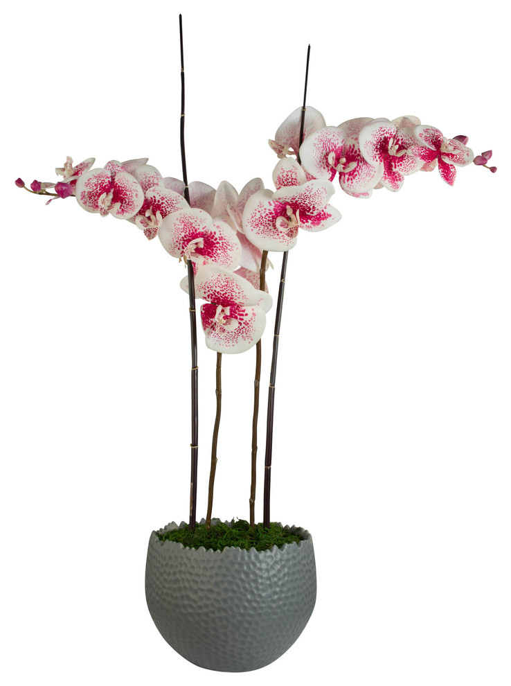 Caravelle Collection: Phalaenopsis Orchids with Bamboo in Grey Vase