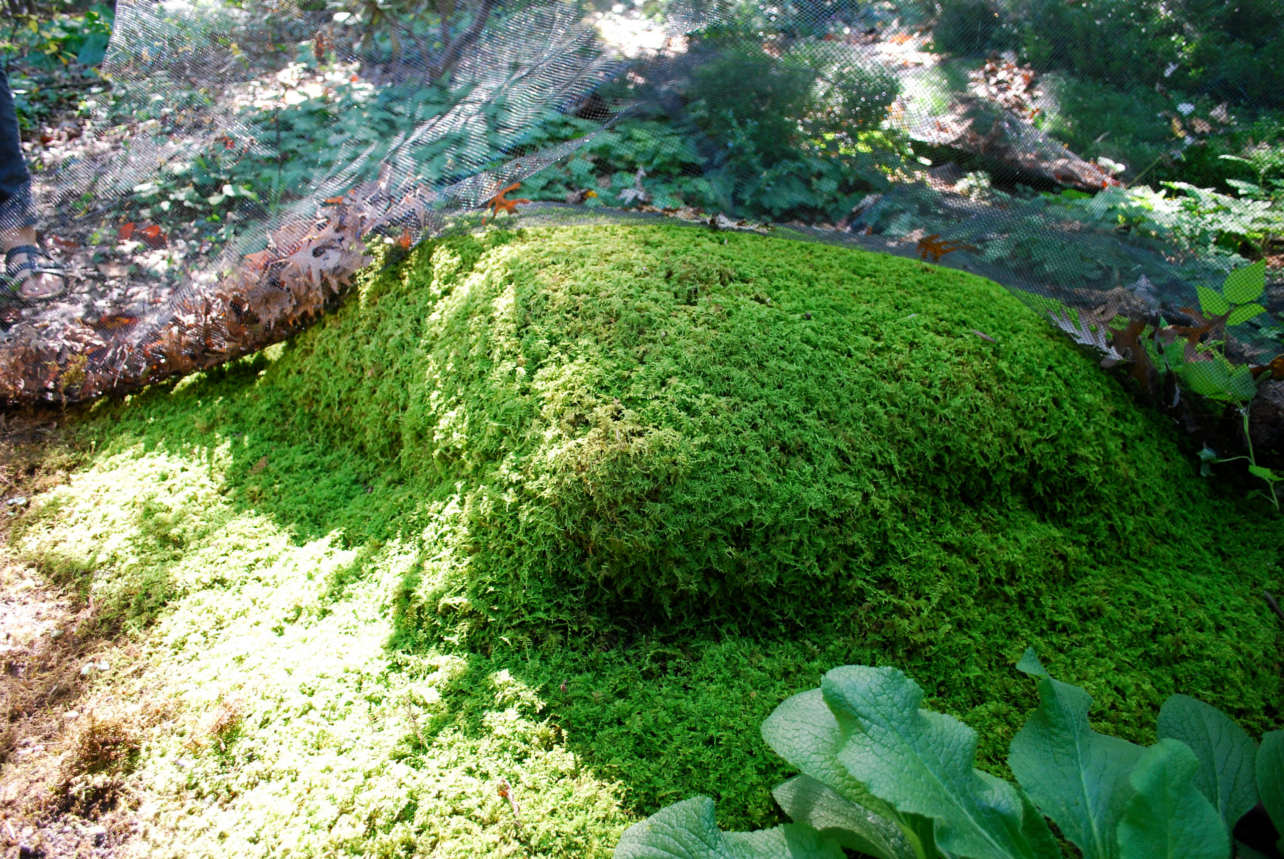 Moss garden