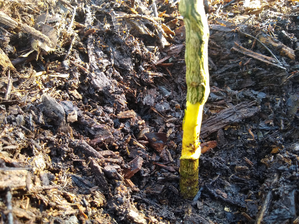 What's eaten the bark from my orange tree? | Houzz Forum