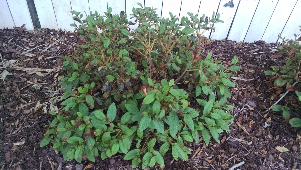 Encore Azaleas leaves turning brown