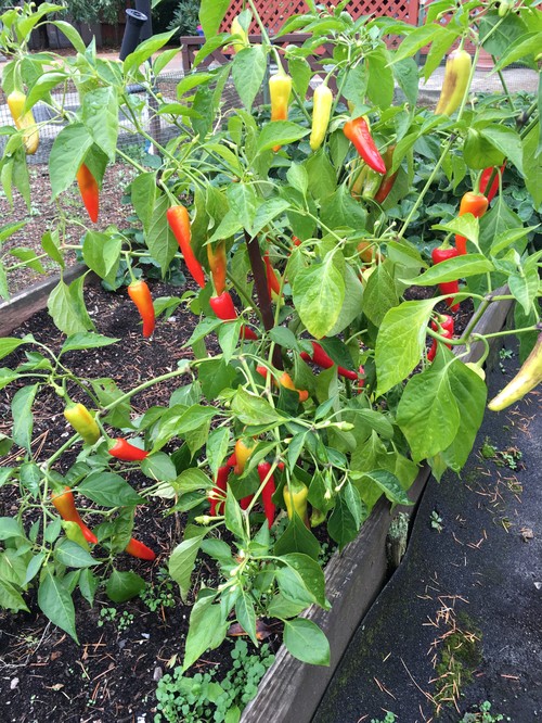I Need Help Identifying These Peppers