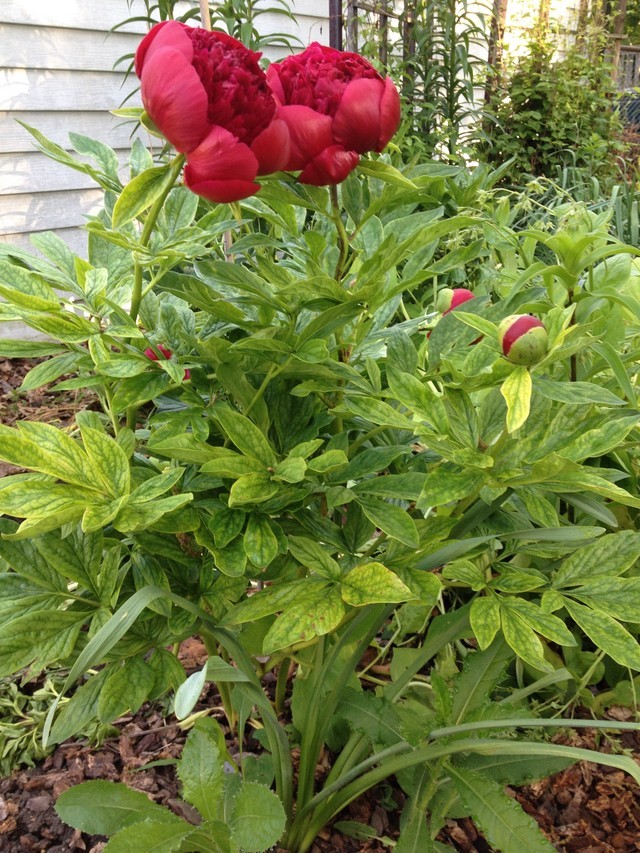 Leaves of established peony turning yellow