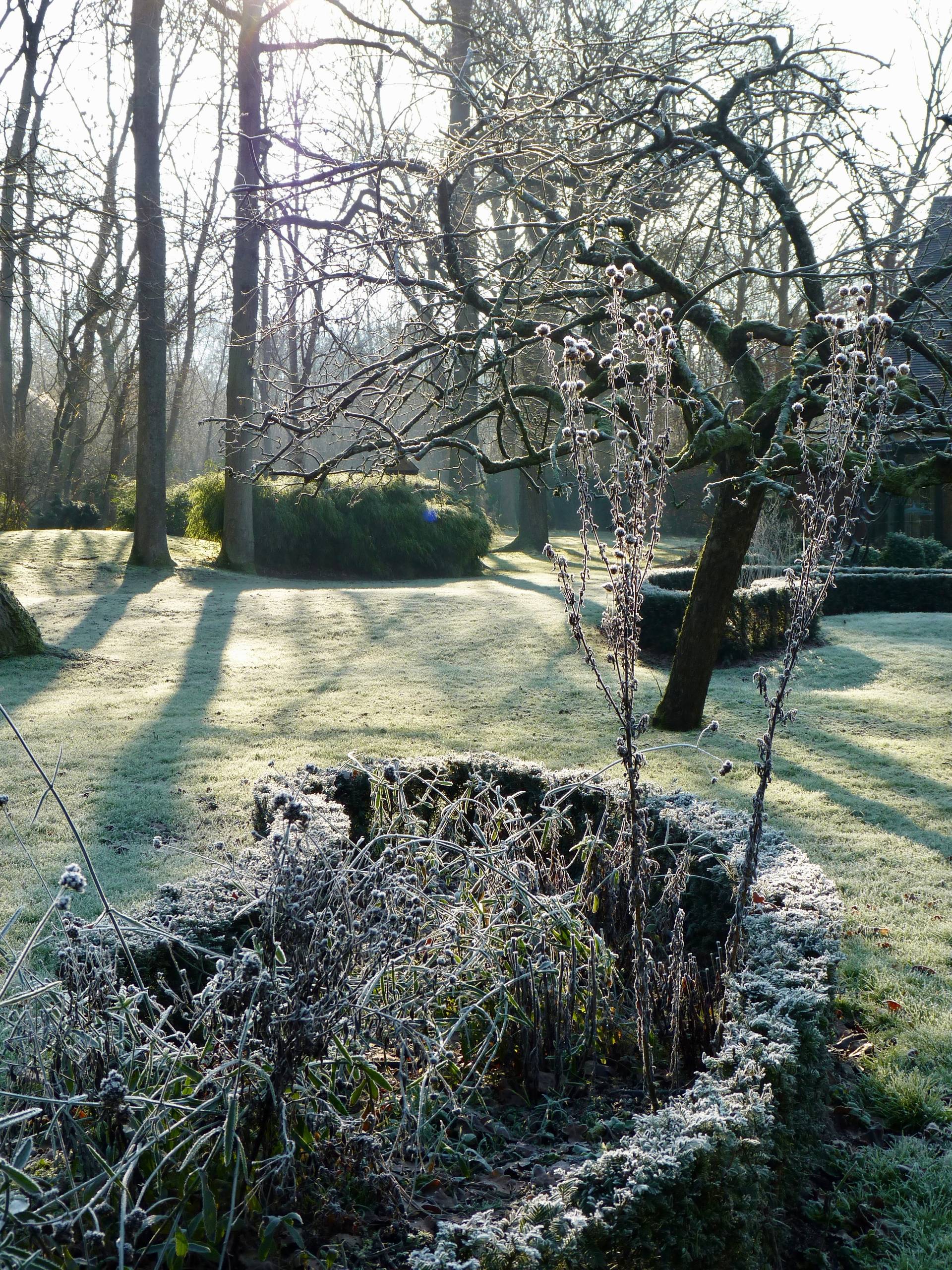 Jardin en hiver