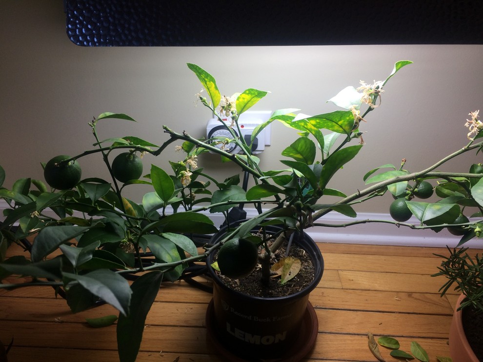 Meyer Lemon tree losing it's leaves inside under grow light