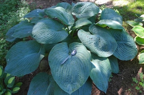 Hosta E 2014