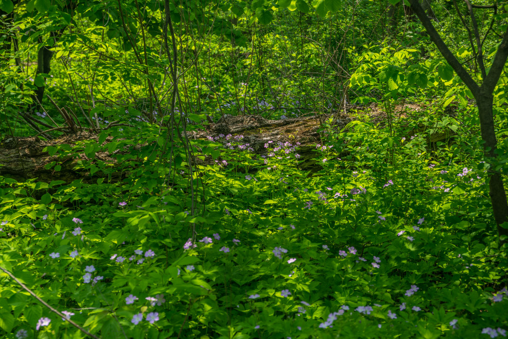 Native plants