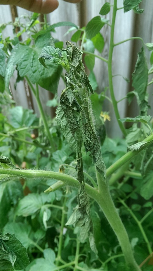 Top of tomato plant is wilting after watering with Epsomsalt