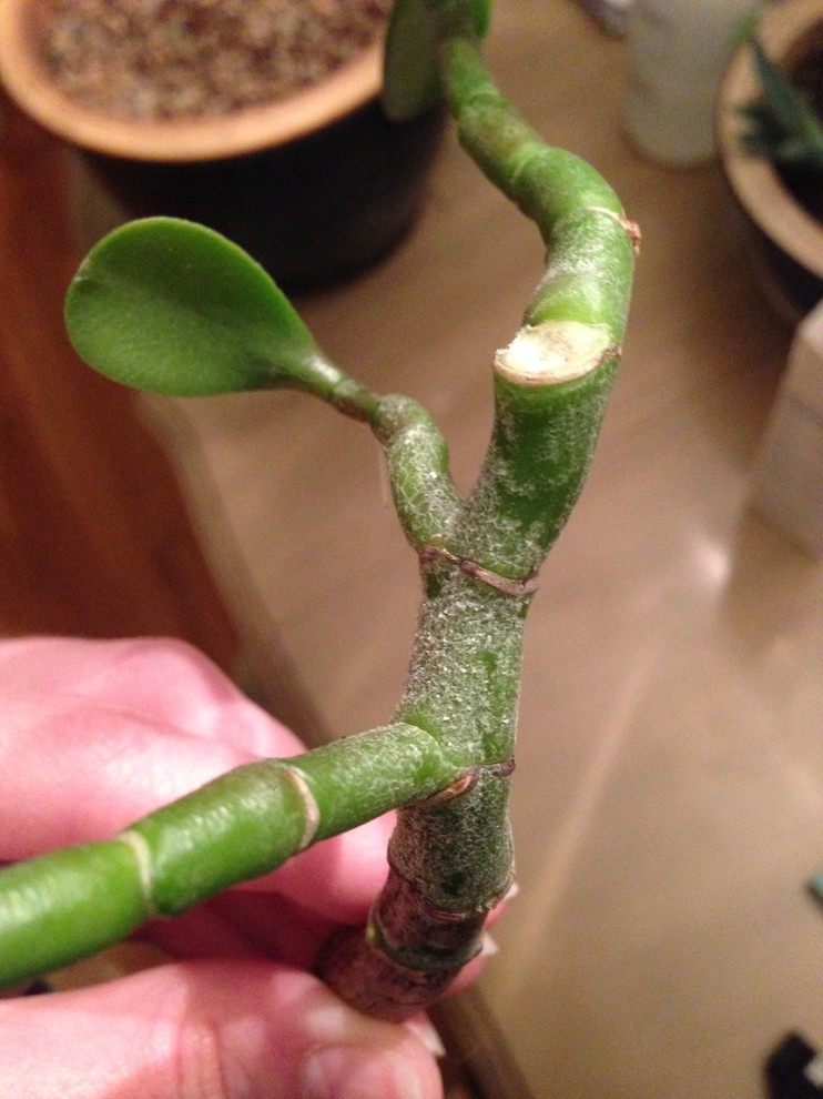 White crystal "powder" on Jade? | Houzz Forum