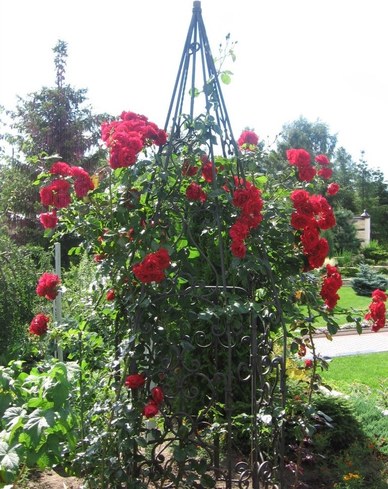 Участок в Парголово