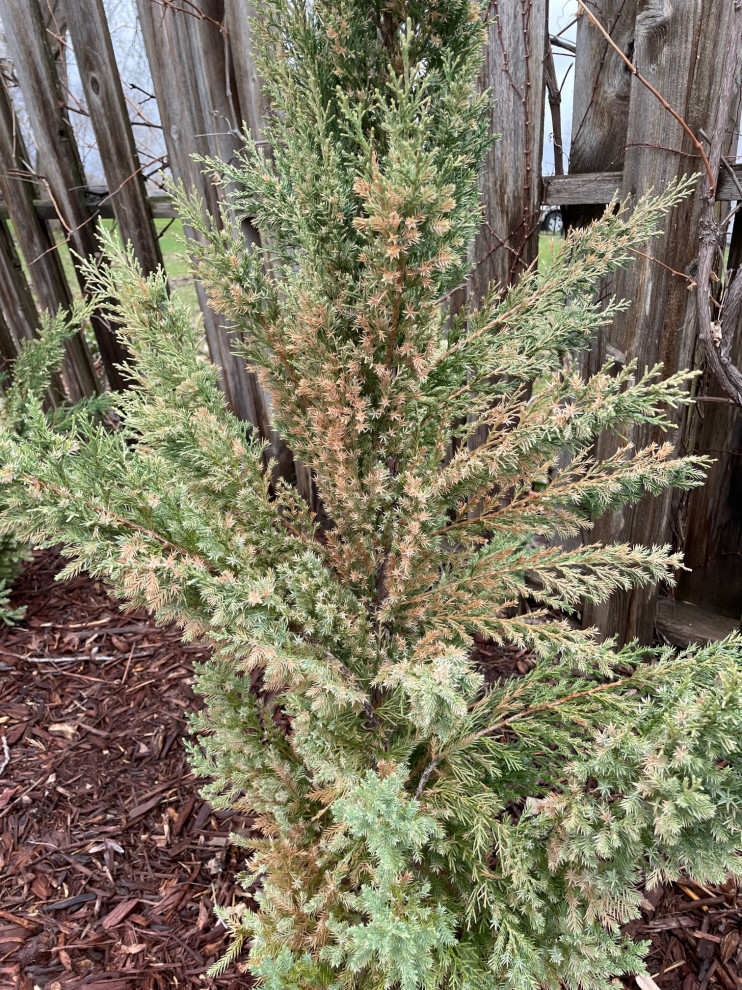 Blue Point Juniper damage?