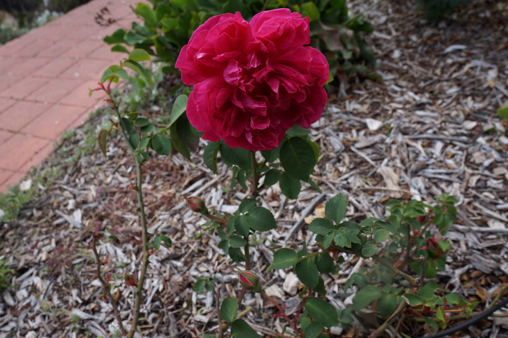 Internalm Roses Roses Inside and Out