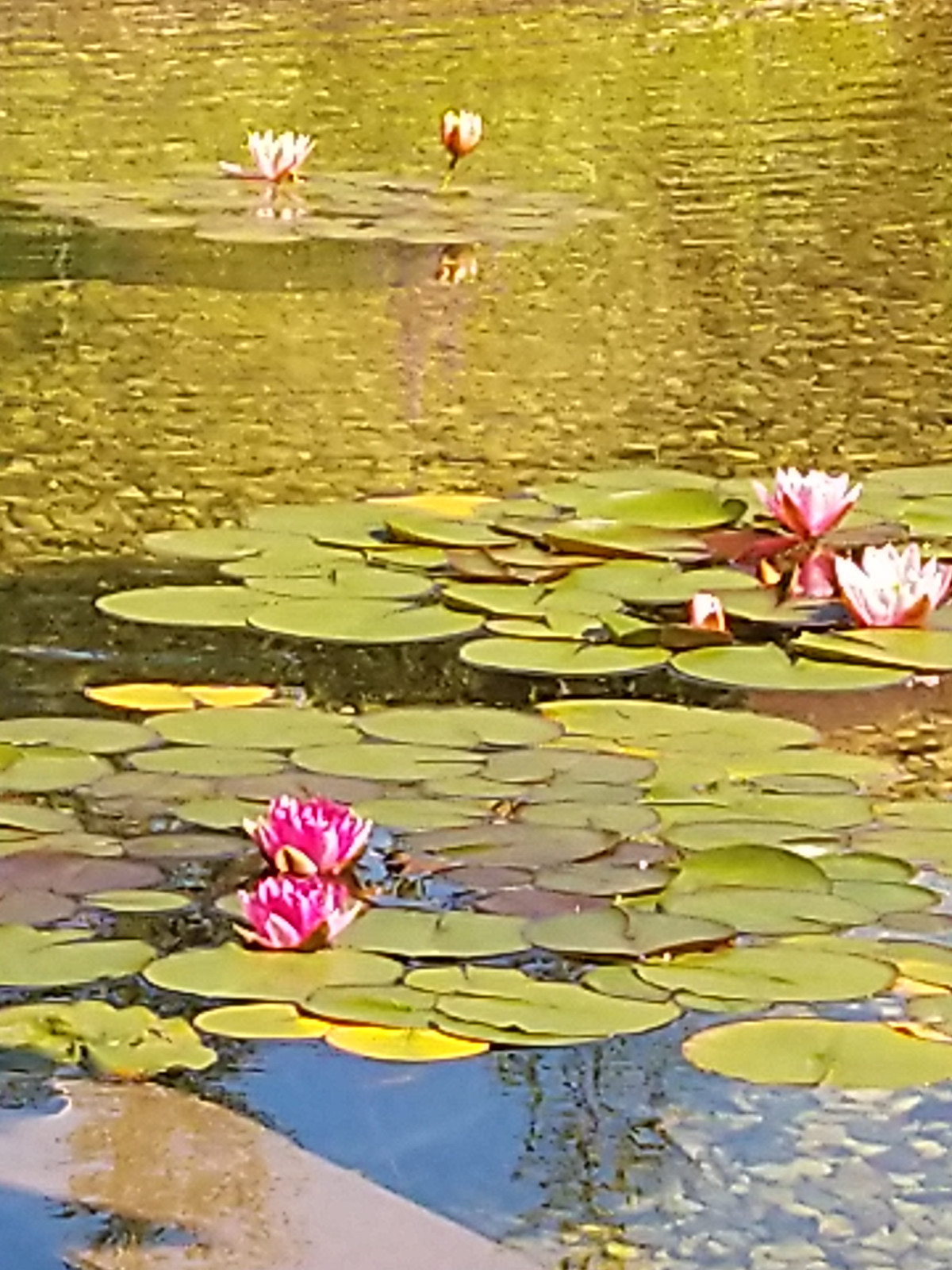 Проект ландшафта в г.Руза