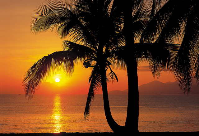 Palm Tree Sunset Mural Wallpaper Wall Decals By American