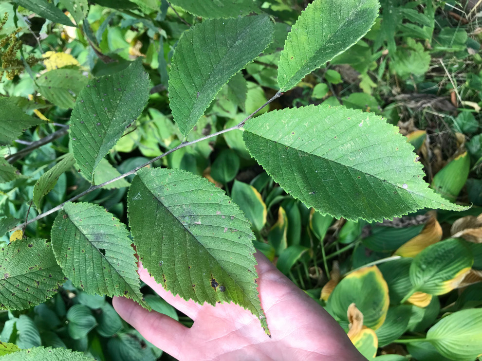 This Bark is Rough: Hackberry