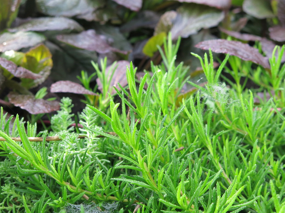 ЯГОДНОЕ ЛУКОШКО (РАСТВОРИВШИСЬ В РАДУГЕ). СЕЗОН 2016. УТРО