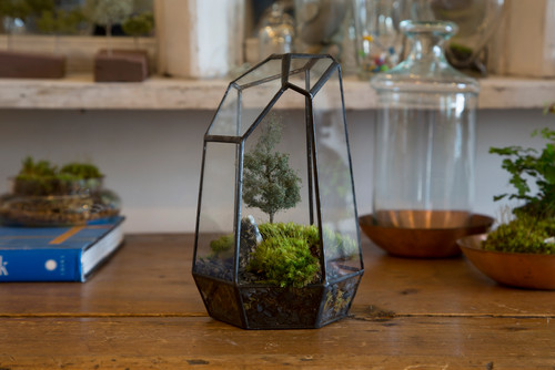 Mini Moss Terrarium | Terrarium Plants That You'll Love For Your Homestead