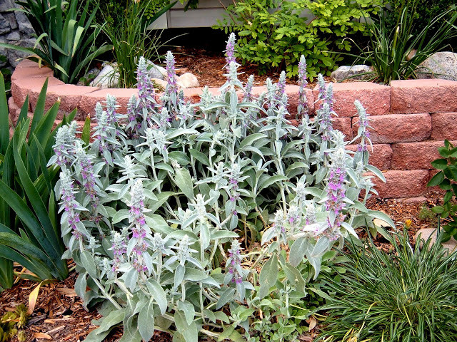 cutting flowers off Lambs Ears