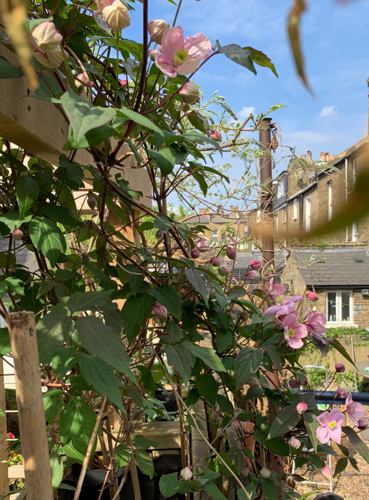 Garden design - courtyard in South London