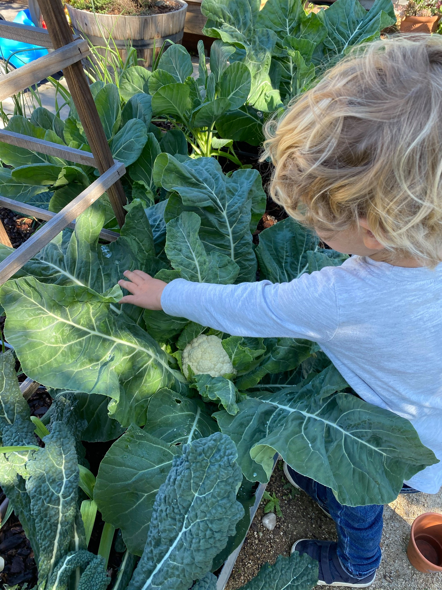 Rustic Kitchen Garden