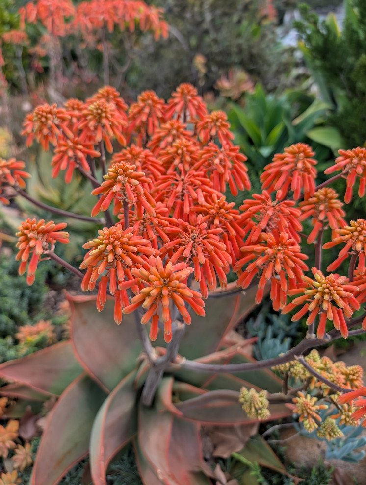 An Artist's Garden