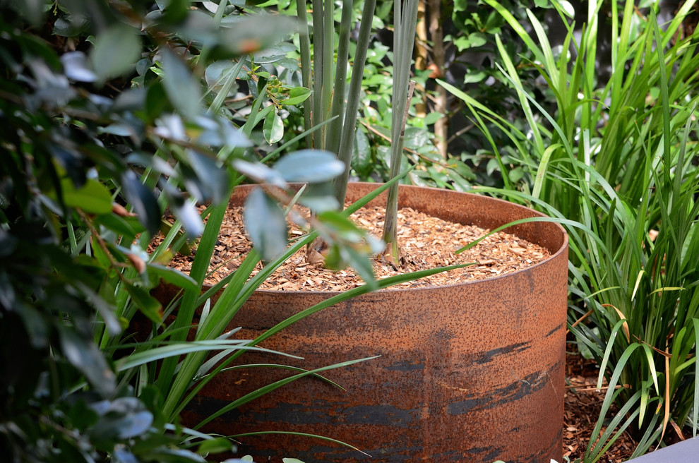 Photo of a contemporary courtyard patio in Sydney with a container garden.