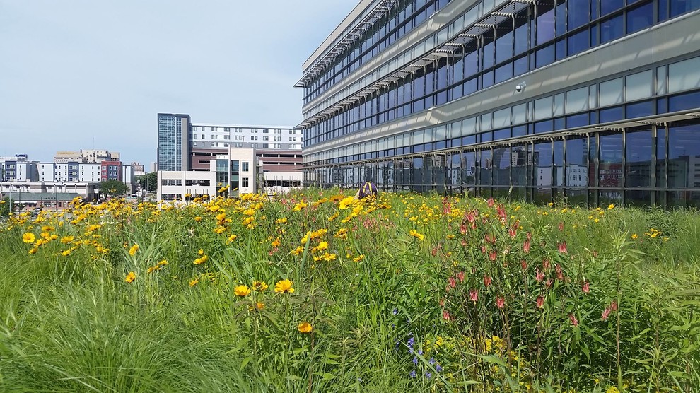 Native Gardens Outgrow Their 'Messy' Reputation