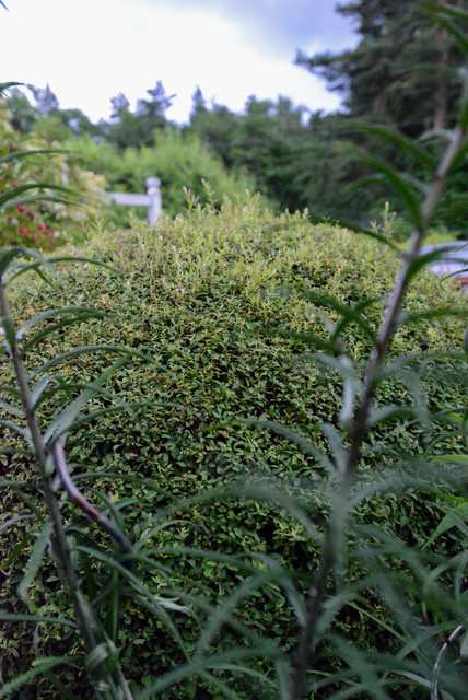 Gr&ouml;nt garden